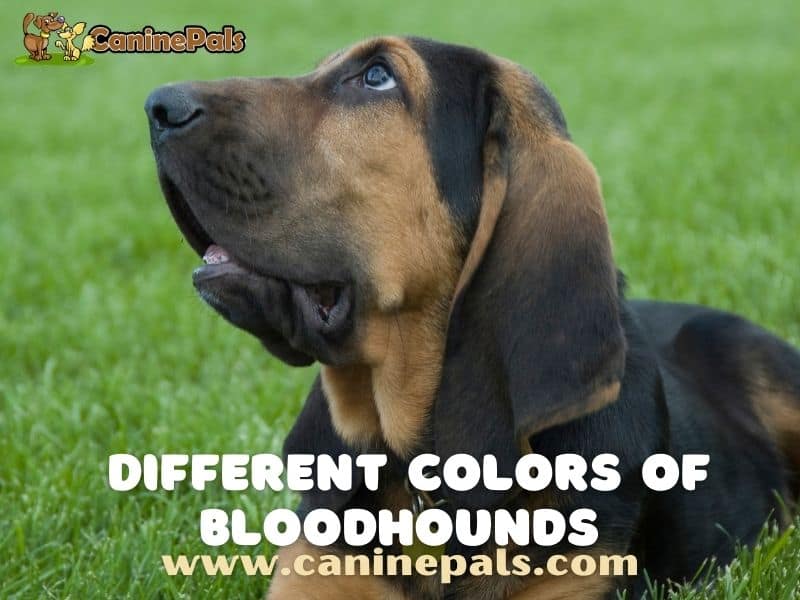 Different Colors Of Bloodhounds