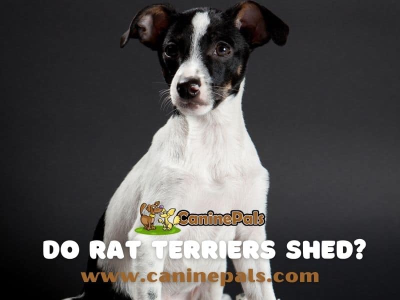 Do Rat Terriers Shed? 