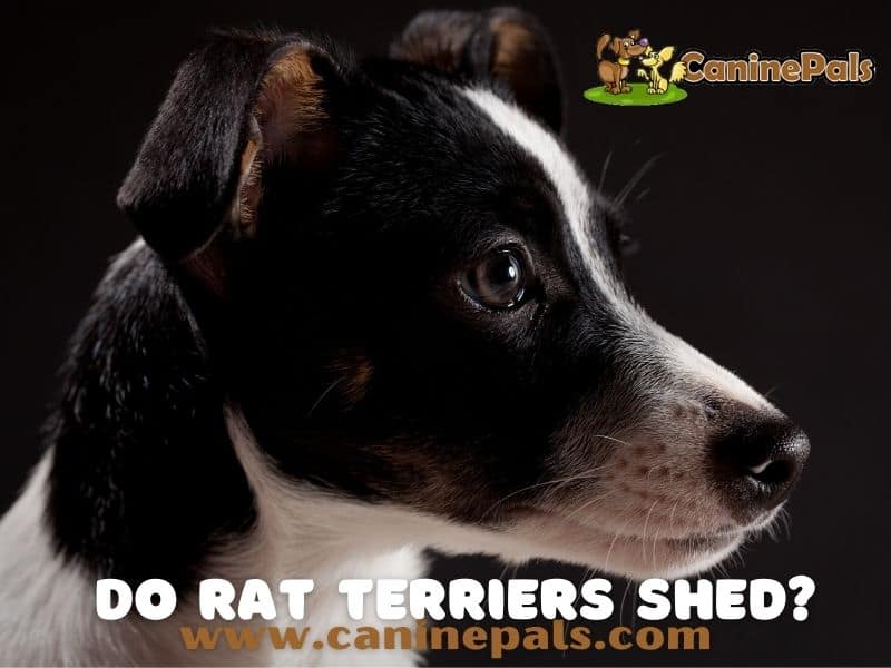 Do Rat Terriers Shed? 