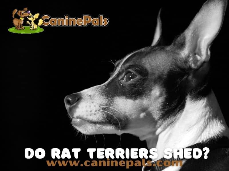 Do Rat Terriers Shed?