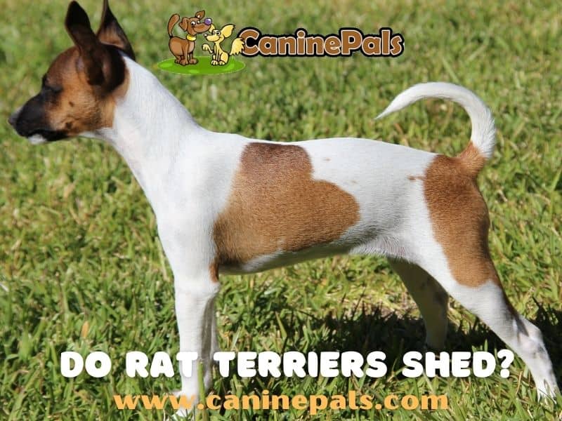 Do Rat Terriers Shed?