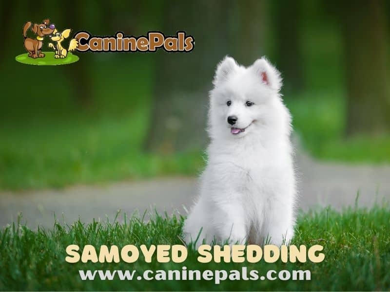 Samoyed Shedding