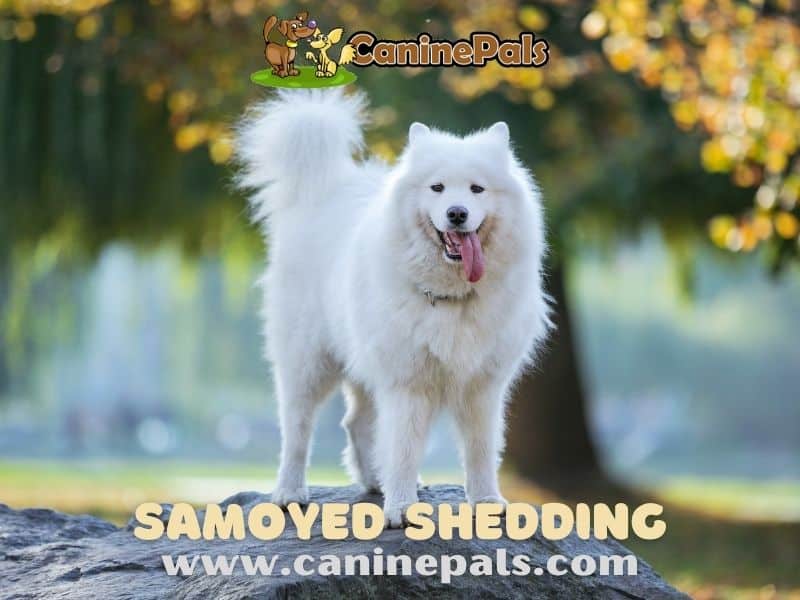 Do Samoyeds Shed? An extensive Guide to Samoyed Shedding - Canine Pals