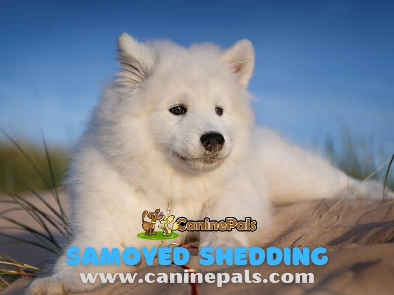 Samoyed Shedding 