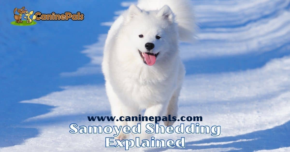 Samoyed Shedding