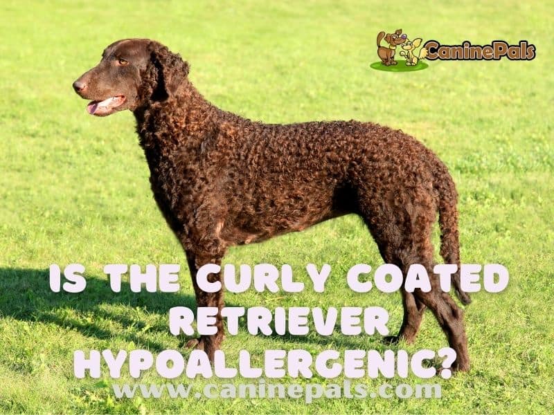 Is The Curly Coated Retriever Hypoallergenic? 