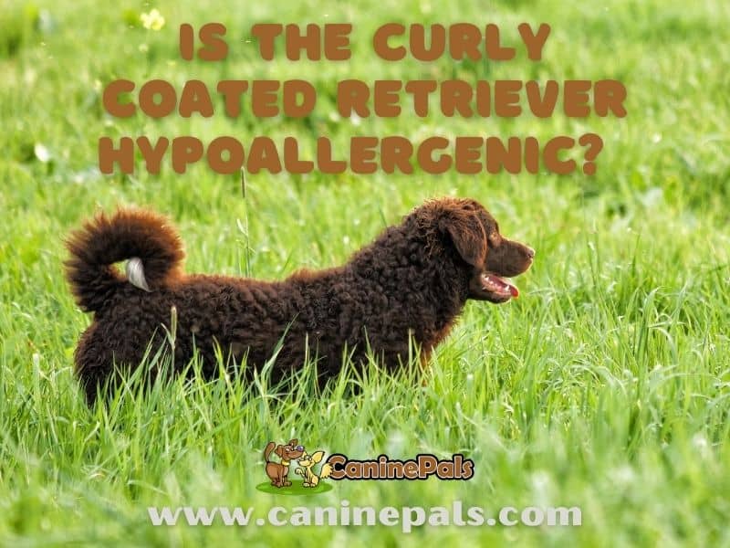 Is The Curly Coated Retriever Hypoallergenic? 