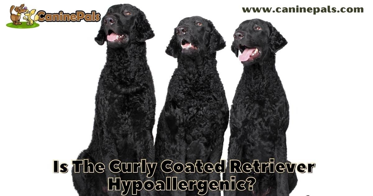 Is The Curly Coated Retriever Hypoallergenic?