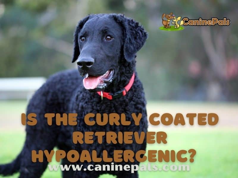 Is The Curly Coated Retriever Hypoallergenic? 