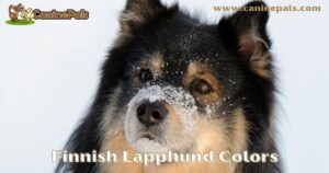 Finnish Lapphund Colors
