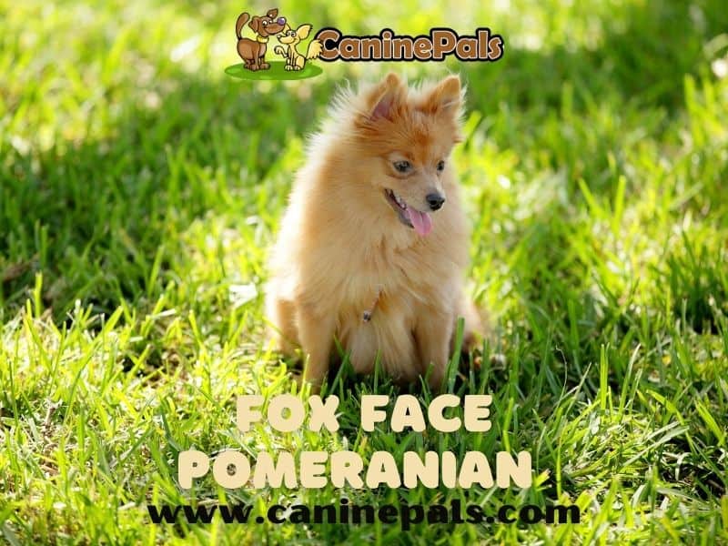 Fox Face Pomeranian