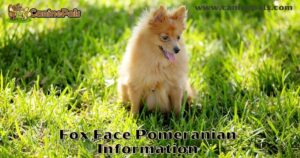 Everything You Need To Know About The Fox Face Pomeranian Before Getting One