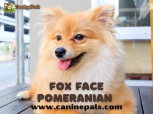 Full grown Fox Face Pomeranian,
