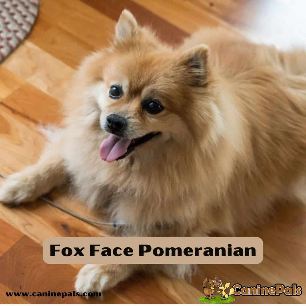 Fox Face Pomeranian