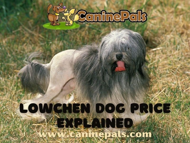 Lowchen Dog Price Explained