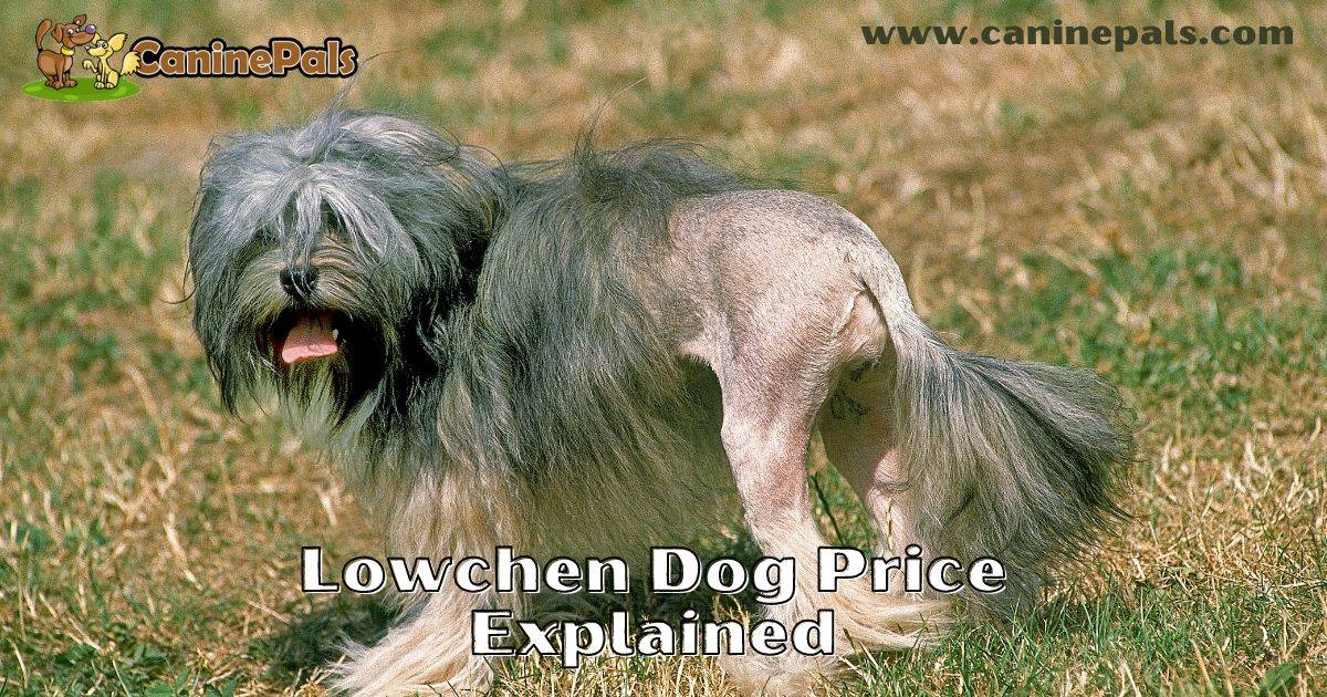 Lowchen Dog Price 