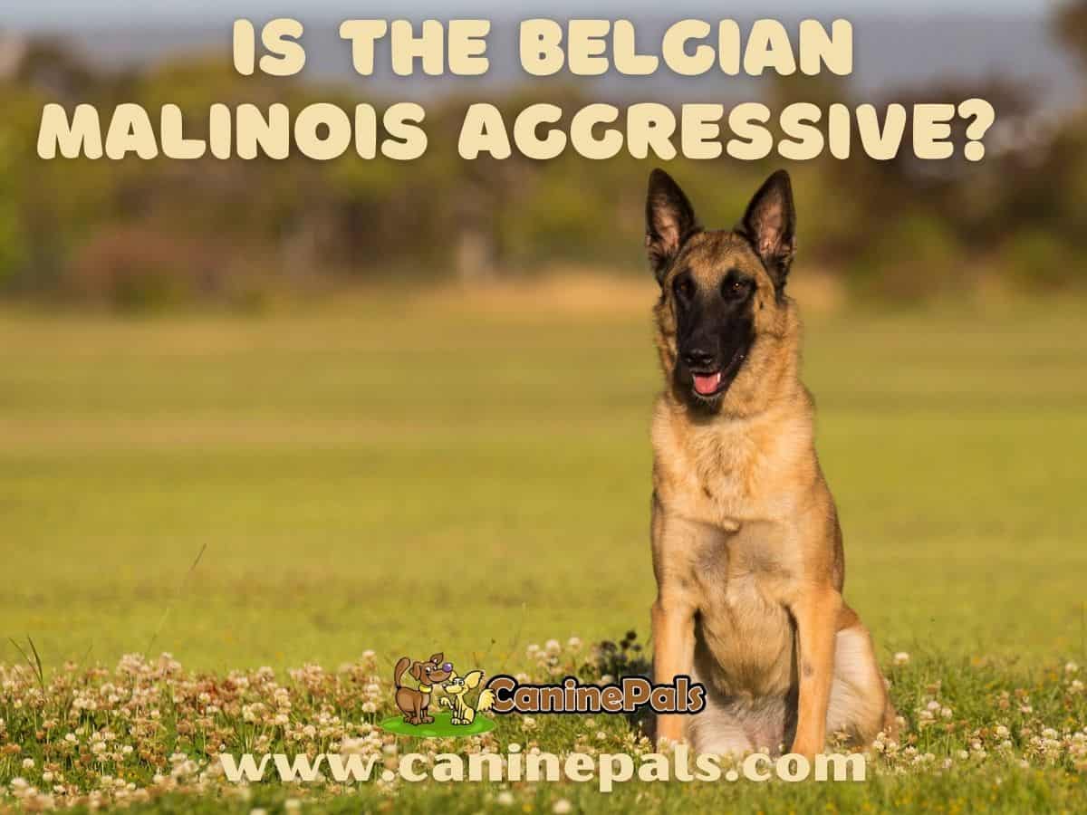 are belgian malinois considered an aggressive breed