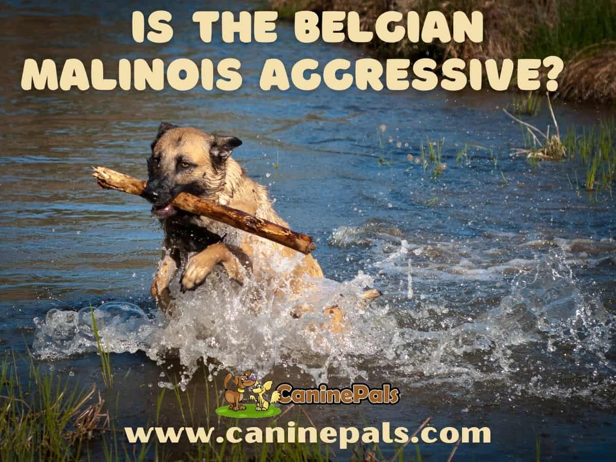 Is The Belgian Malinois Aggressive?