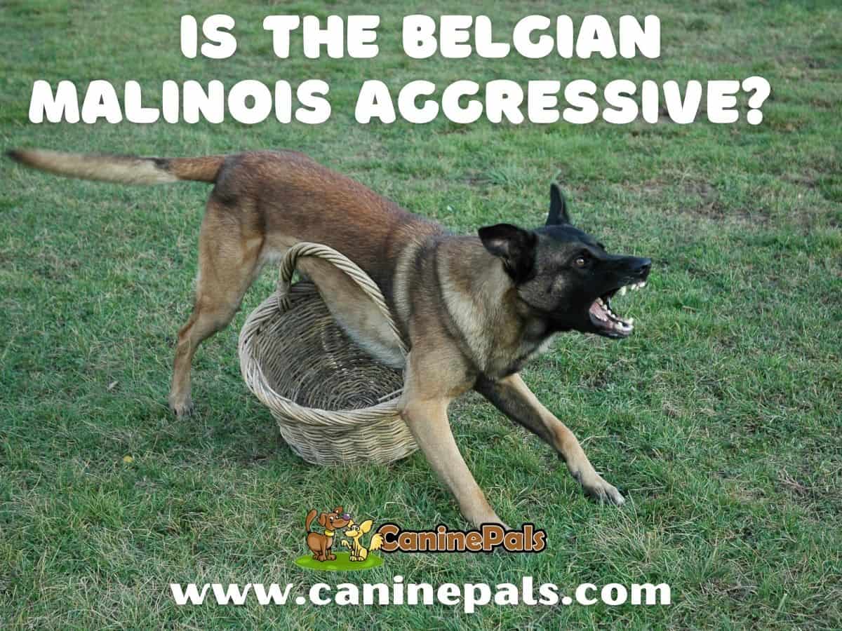 Is The Belgian Malinois Aggressive?