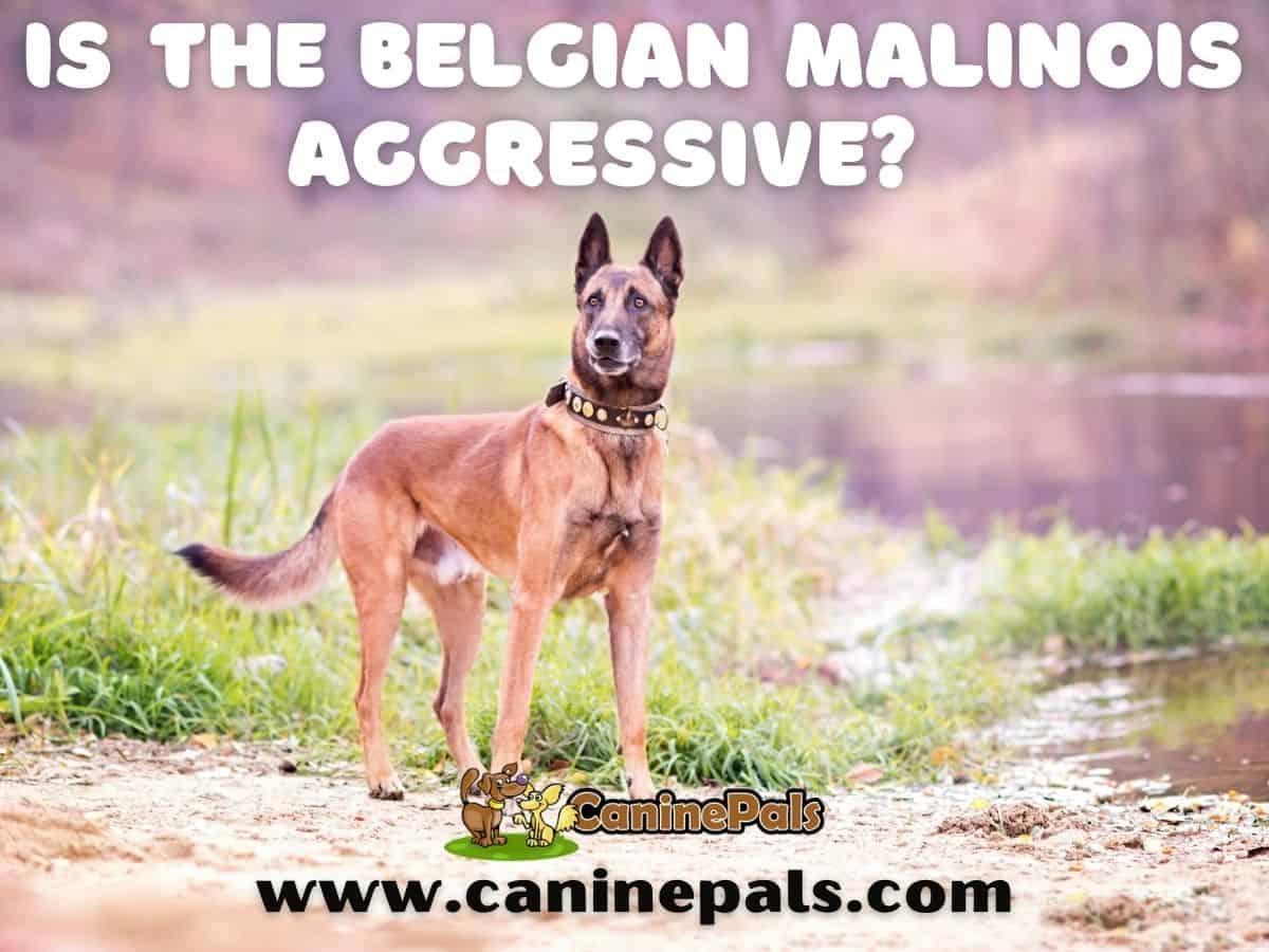 Is The Belgian Malinois Aggressive? 