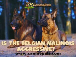 Is The Belgian Malinois Aggressive?