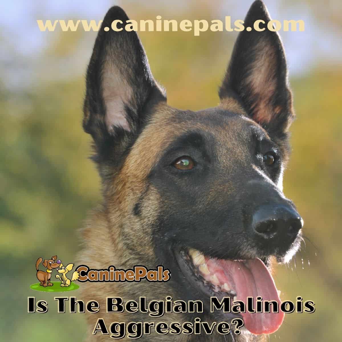 Is The Belgian Malinois Aggressive?