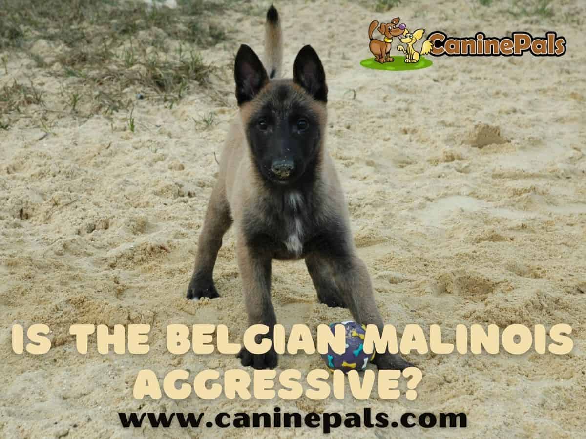 Malinois Puppy