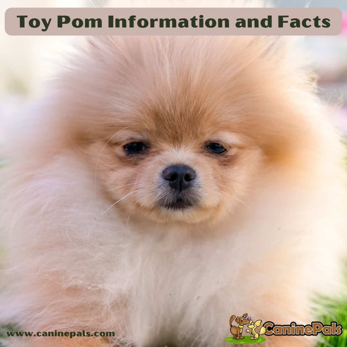 pomeranian bear face