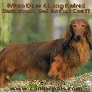 When does a long-haired dachshund get its full coat?