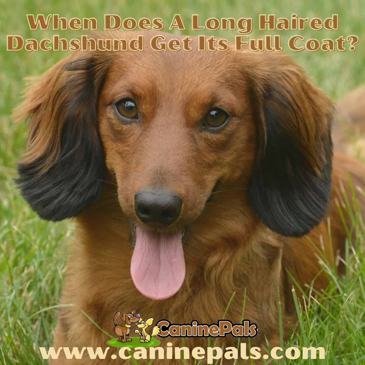 When does a long-haired dachshund get its full coat?
