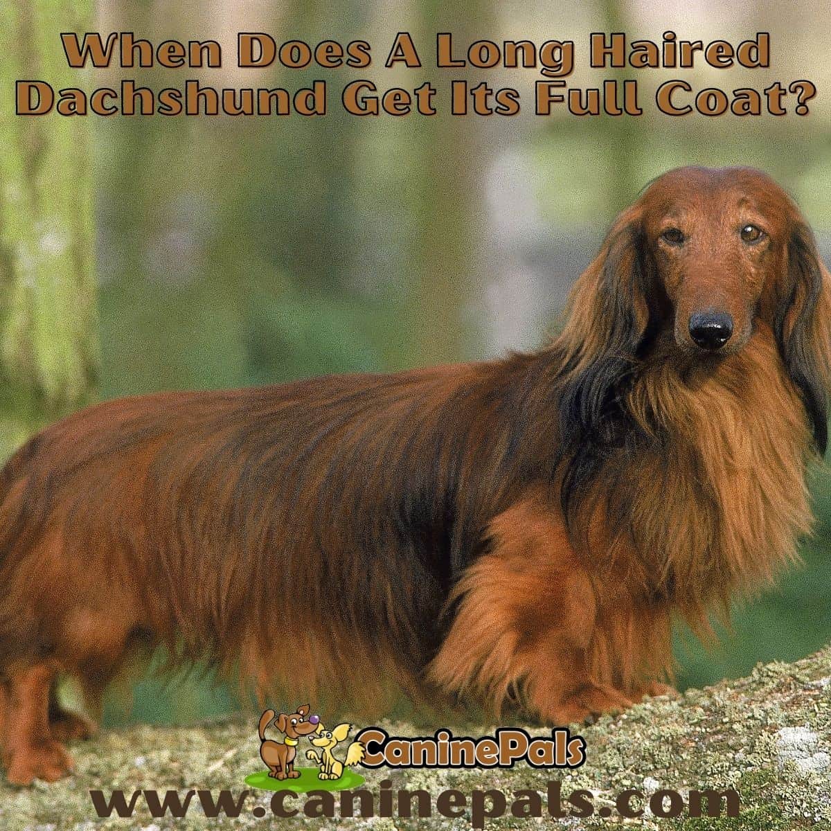 how long do mini dachshunds get