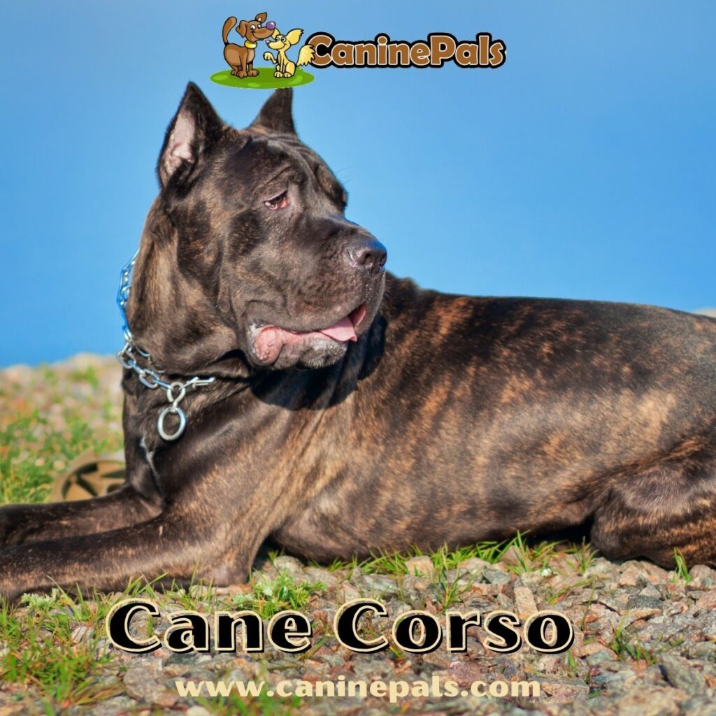 Cane Corso vs Mastiff What Sets Them Apart? Canine Pals