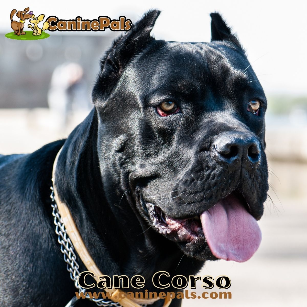 Cane Corso