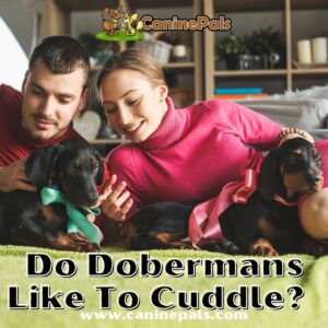 Do Dobermans Like To Cuddle?