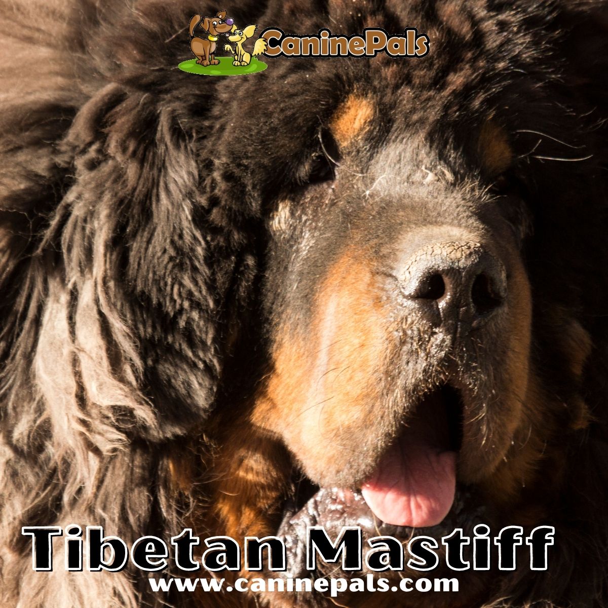 Tibetan Mastiff