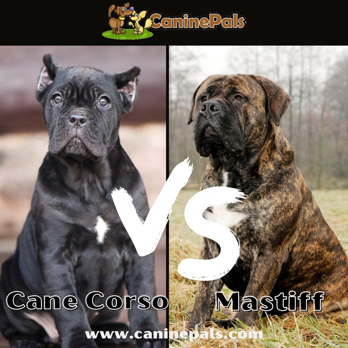 what is the difference between a cane corso and a mastiff