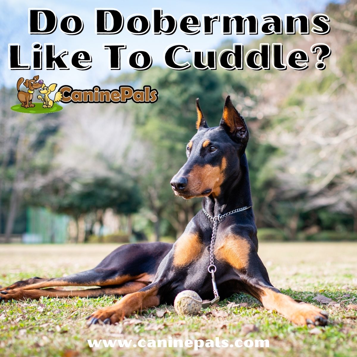 what is a doberman like