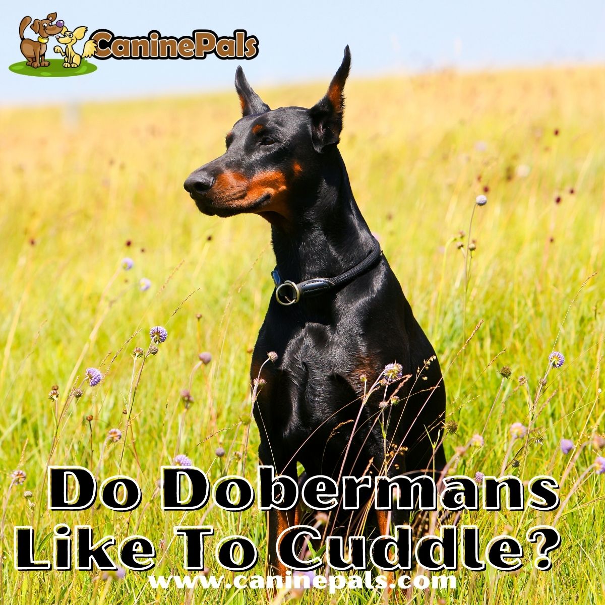 Doberman