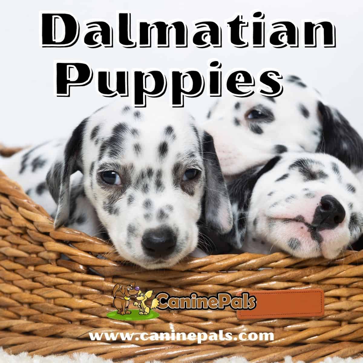 Dalmatian Puppies 