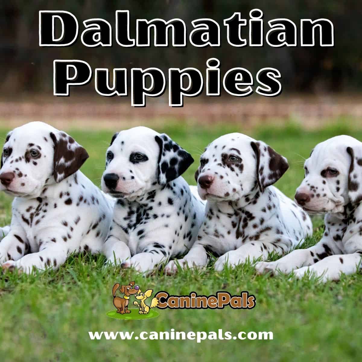 Dalmatian Puppies 