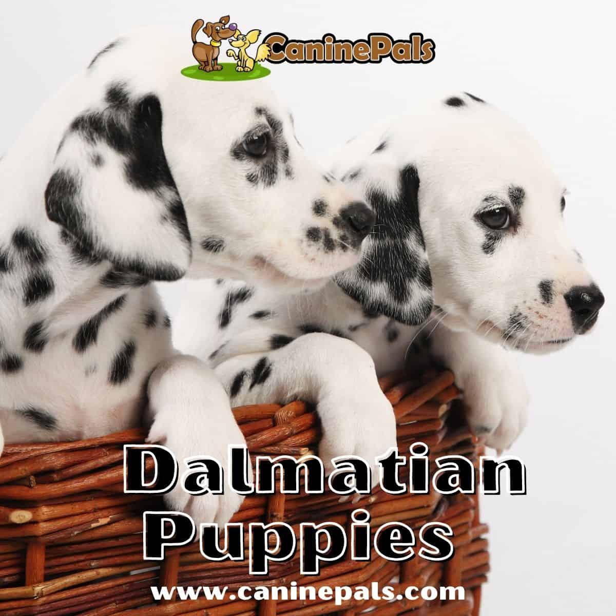 Dalmatian Puppies 