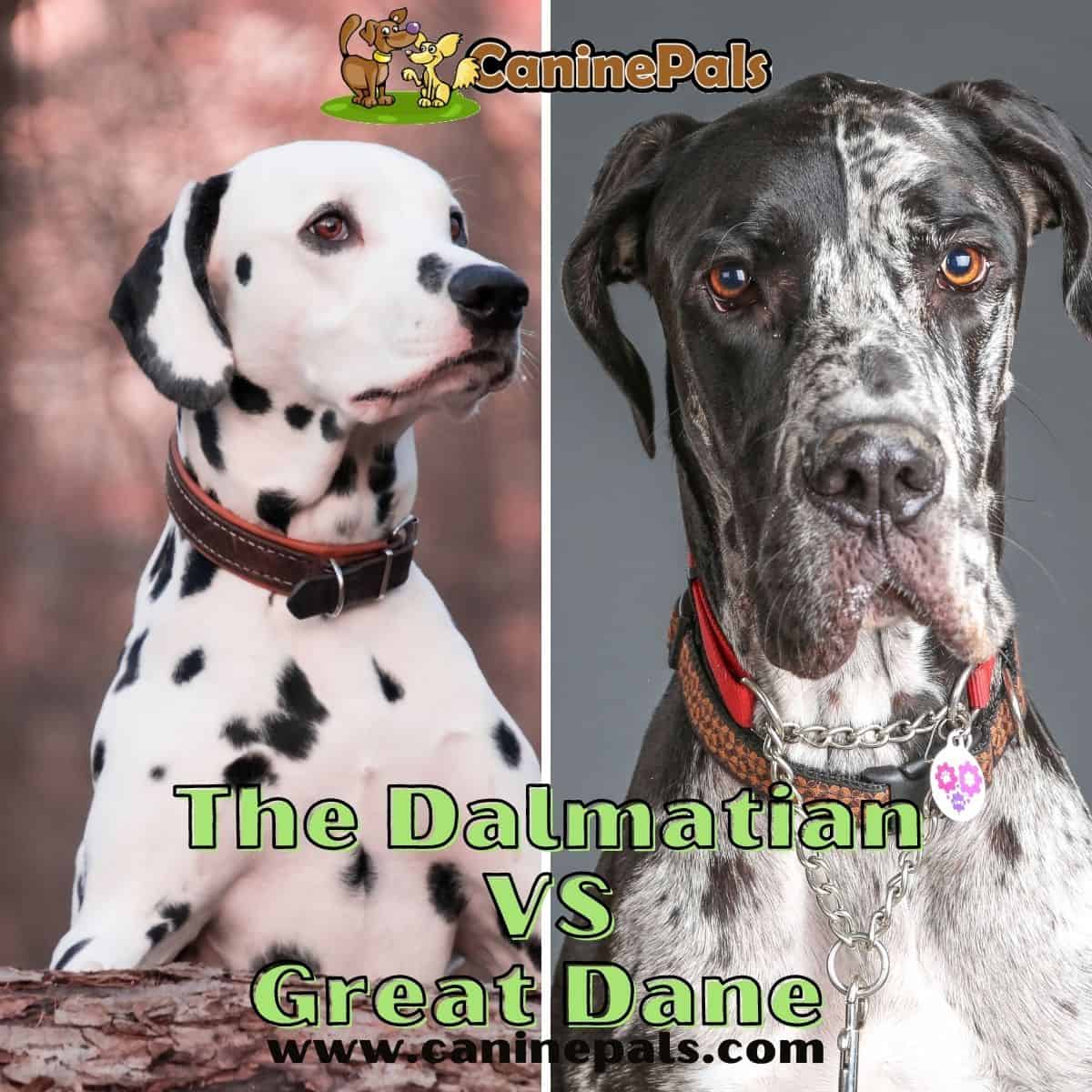 Dalmatian vs Great Dane