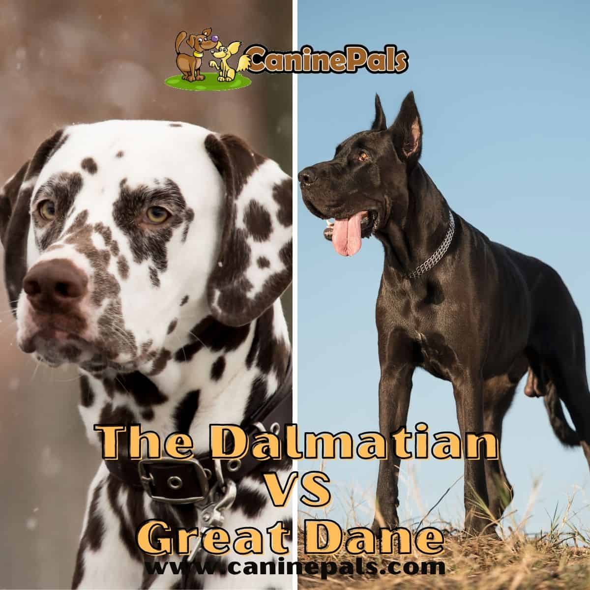  Dalmatian vs Great Dane