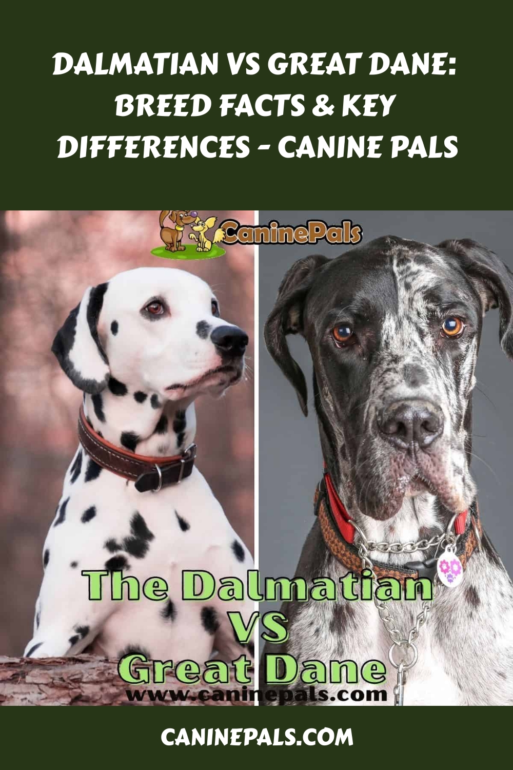 Dalmatian vs Great Dane: Breed Facts & Key Differences