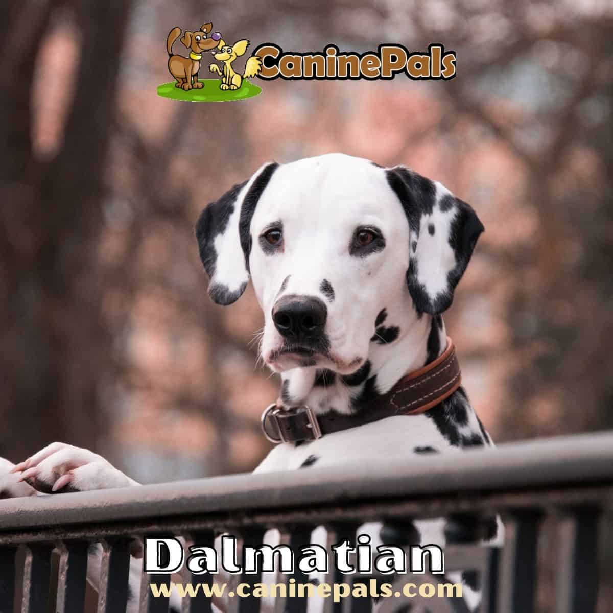 Dalmation