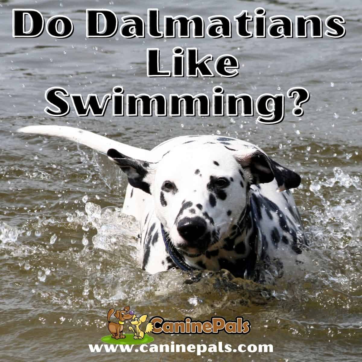 do dalmatians like to swim