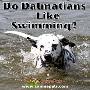 Do Dalmatians Like Swimming?