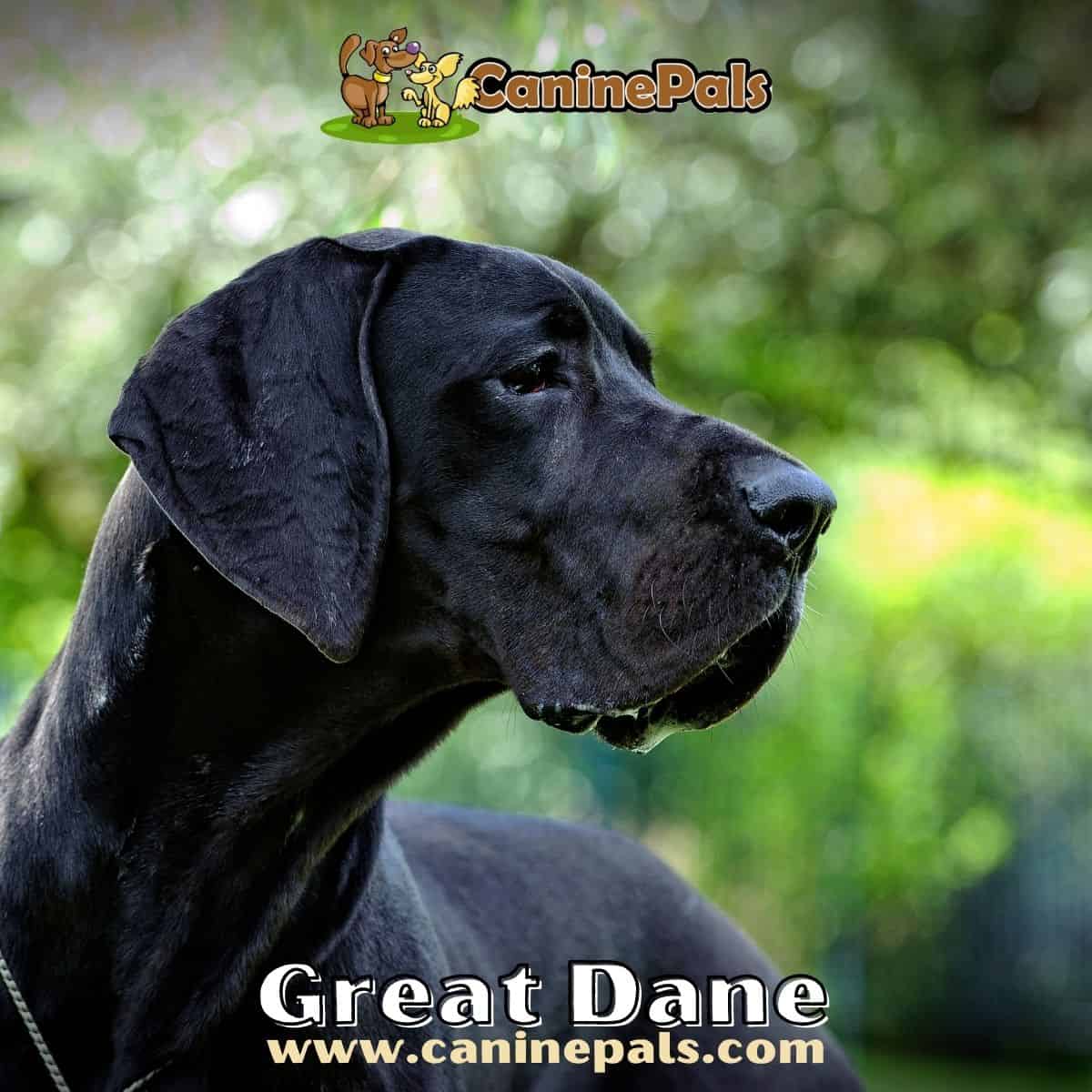 Great Dane