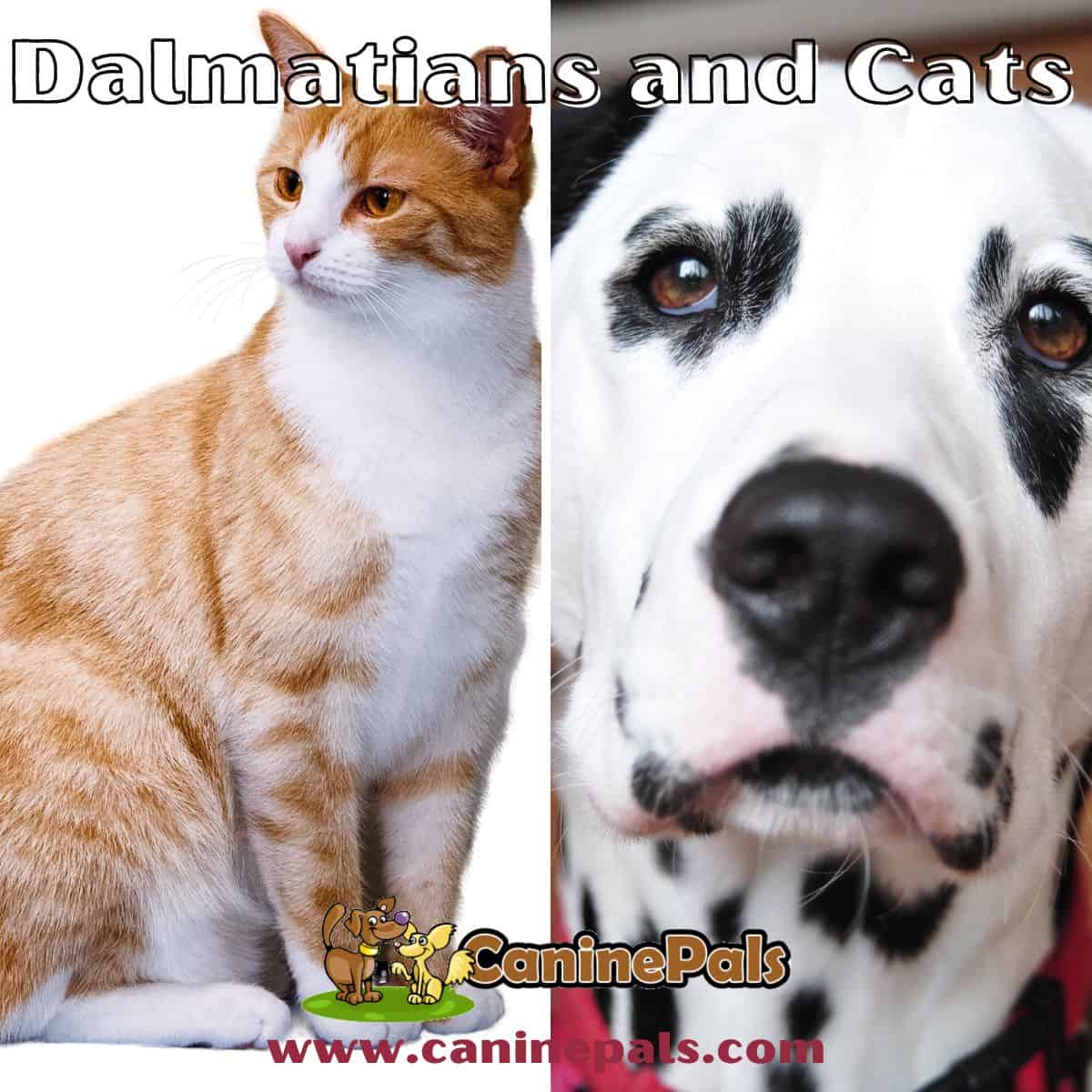 Dalmatians and Cats