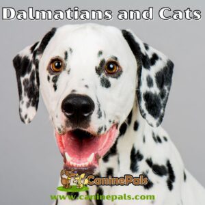 Dalmatians and Cats